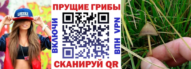 Галлюциногенные грибы MAGIC MUSHROOMS  Полтавская 